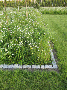 Łąka kwietna w ogrodzie przy HIKO Pracowni Projektowej w Paniówkach